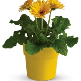 Yellow gerbera daisies in a yellow pot