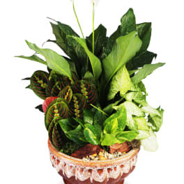 Mixed indoor foliage plants with two white blooms in a brown ceramic bowl planter