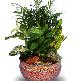 Potted dish garden of assorted green houseplants in a textured red ceramic bowl