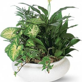 Mixed green houseplants in a white ceramic bowl planter