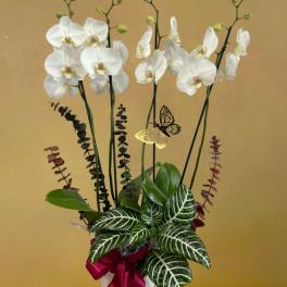 Orchid Serenity by D'Lily's Flowers