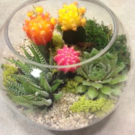 Glass bowl terrarium with colorful cacti and succulents on pebbles