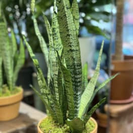 Potted snake plant in a terracotta pot