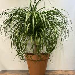 Potted ponytail palm plant with long arching leaves