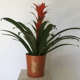 Potted bromeliad with red flower spike and long green leaves