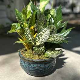 Potted tropical foliage arrangement in a blue ceramic bowl