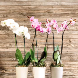 Three potted orchids with white and pink blooms in tall white pots