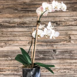 Large Double Phalaenopsis Orchid in Marble