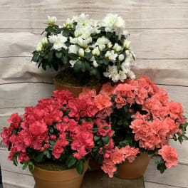 Trio of blooming red, coral, and white azalea plants in terracotta pots on a small stand.