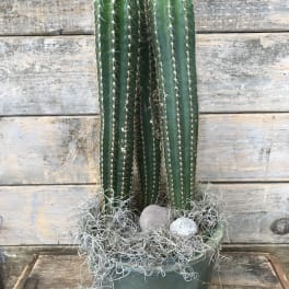 Tall potted cactus with decorative moss and stones