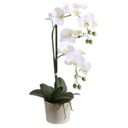 White Phalaenopsis Orchid Planter