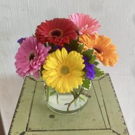 Colorful gerbera daisies arranged in a clear glass vase