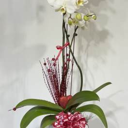 White orchid plant in a white pot with red ribbon and heart accents