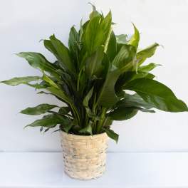 Spathiphyllum