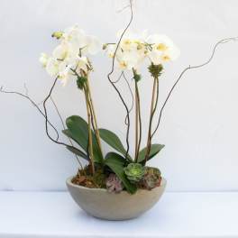 Cement Orchid- oval bowl