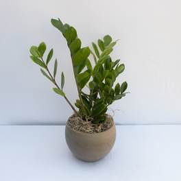 Potted green plant with upright stems in a round beige pot
