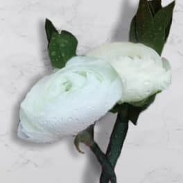 Two white ranunculus blooms with dark green leaves