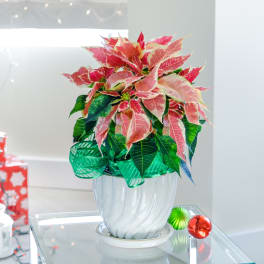 Marble Poinsettia Plant