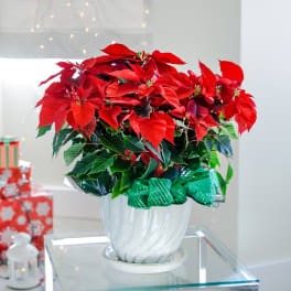 Extra Large Red Poinsettia Plant