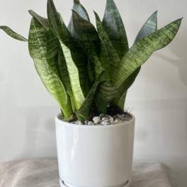 Snake plant in a white ceramic pot with pebbles