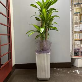 Tall potted dracaena plant in a white rectangular planter