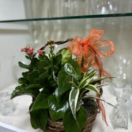 Basket planter with green foliage, tiny pink flowers, and an orange ribbon