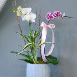Potted orchid arrangement with white and pink blooms and a pink ribbon