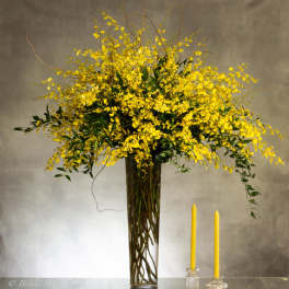 Enchanting Oncidium Orchids