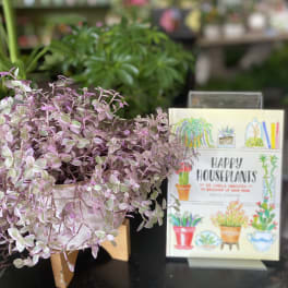 Potted trailing houseplant with pink and green variegated leaves