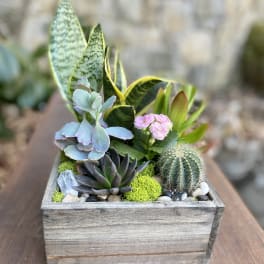 Mixed succulents and cactus in a rustic wooden box planter with pebbles