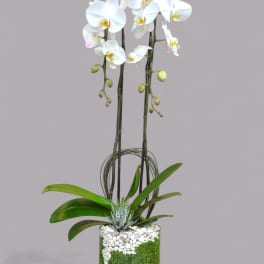 White orchid plant in a glass vase with green leaves and white stones