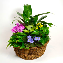 Mixed potted plants in a wicker basket with purple and yellow blooms