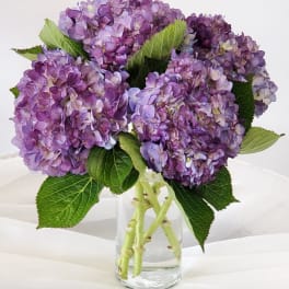 Arrangement of purple hydrangea blooms in a clear glass vase on a white surface
