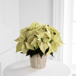 The FTD® White Poinsettia Basket (Small)