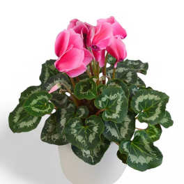 Pink cyclamen in a white pot