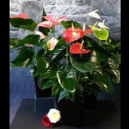 Potted anthurium plants with red, pink, white, and green blooms