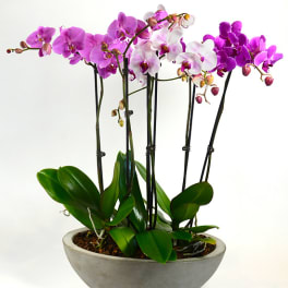 Potted orchids with pink, white, and purple blooms in a gray bowl planter