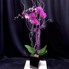 Purple orchid arrangement in a black square pot with a ribbon