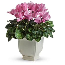 Pink cyclamen in a white planter