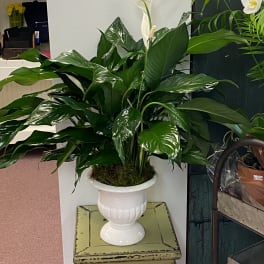 White peace lily plant in a white urn planter
