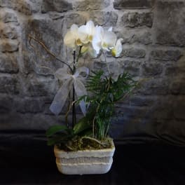 White orchid plant in a stone planter with a sheer ribbon