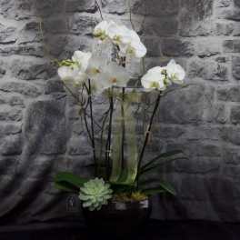 White orchids in a black pot with a small succulent accent