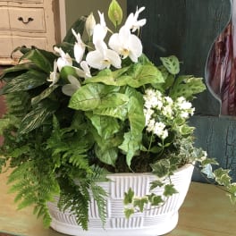 White orchids and greenery in a white ceramic planter