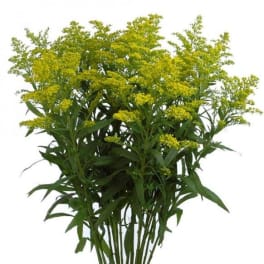 Yellow flowering stems with narrow green leaves on a white background
