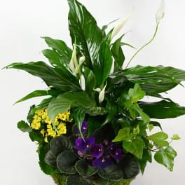 Mixed green plant arrangement with white peace lilies and purple flowers in a basket