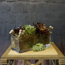 Succulent arrangement in a rectangular glass vase with moss and white berry accents