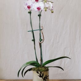 Potted orchid with white and pink blooms in a decorative container
