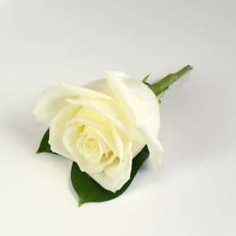 Single white rose boutonniere on a white background
