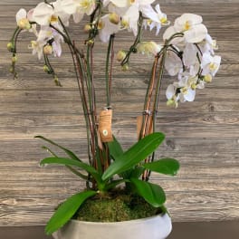 White orchids in a low gray planter with moss