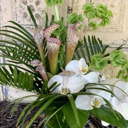 White orchids and pitcher plants arranged with tropical foliage in a glass vase